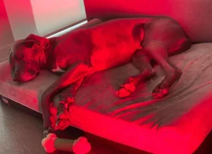 Best Red Light Therapy Devices For Dogs