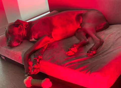 Best Red Light Therapy Devices For Dogs
