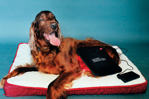 Red Light Therapy Devices For Dogs