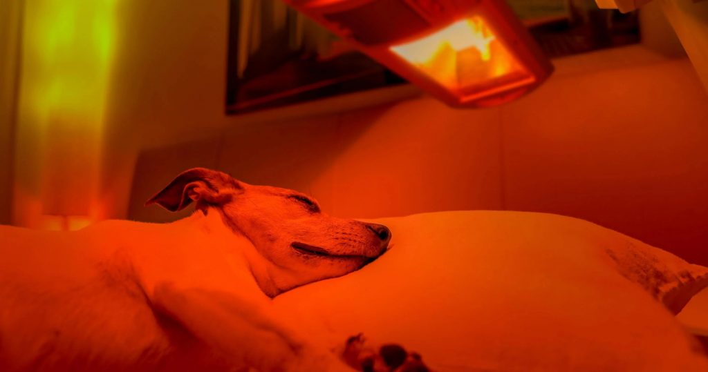 How to Use Red Light Therapy on Dogs
