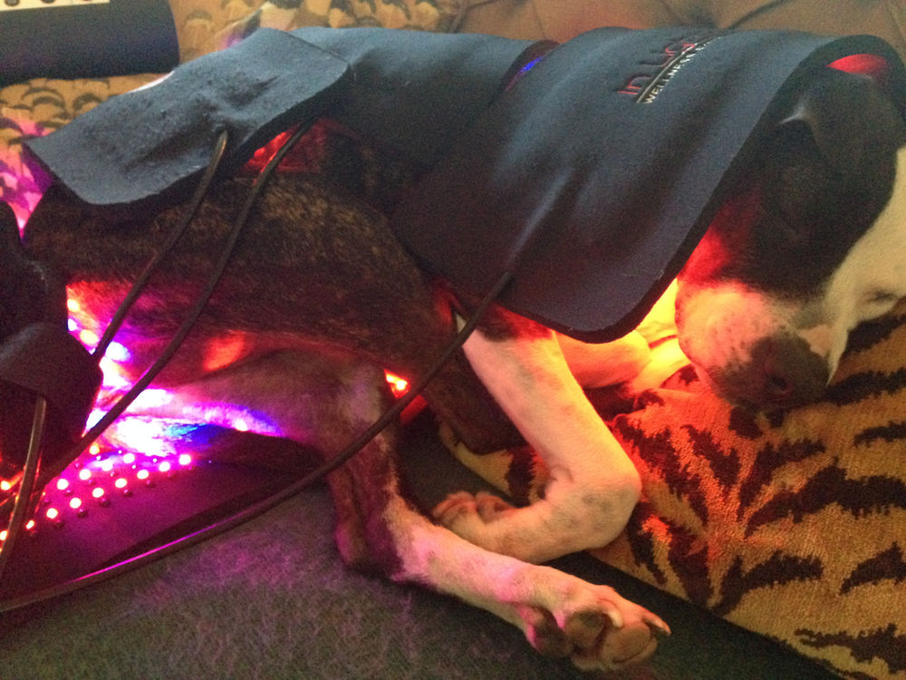 Light Therapy for Dogs