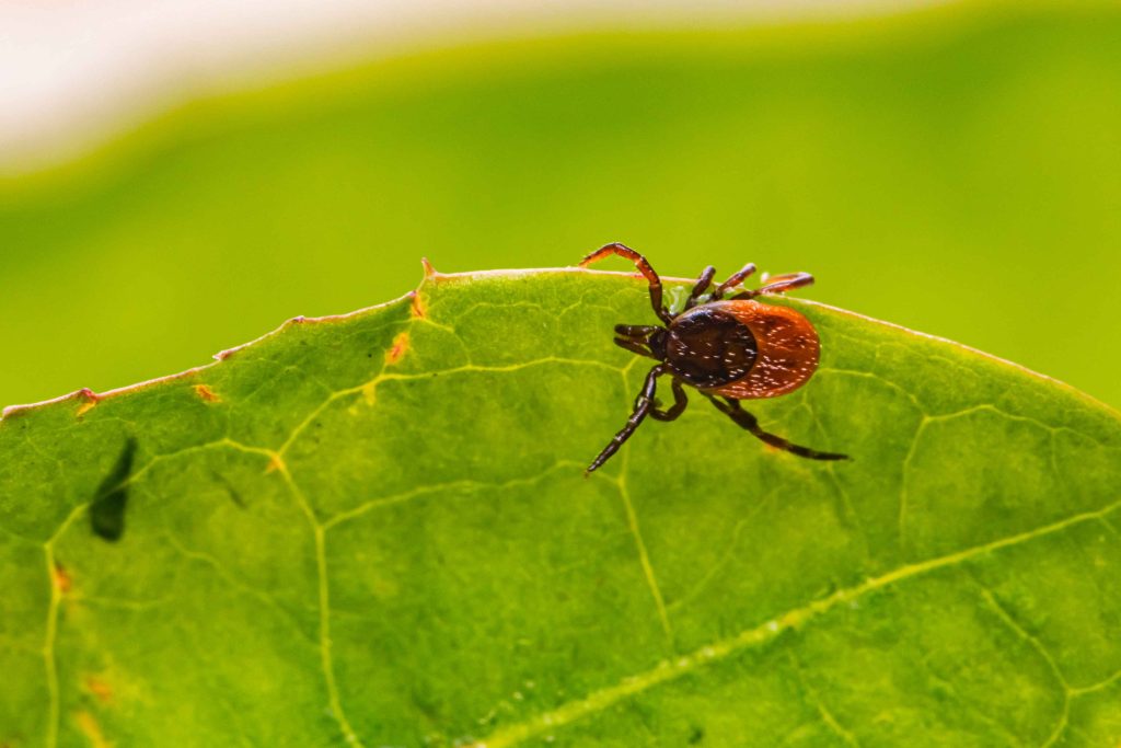 Does Red Light Therapy Help Lyme Disease?