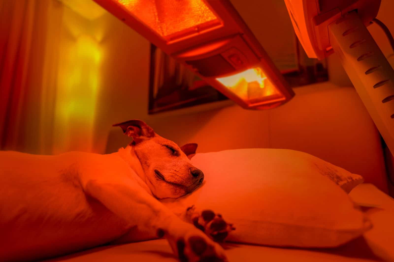 Is Red Light Therapy Safe for Dogs?