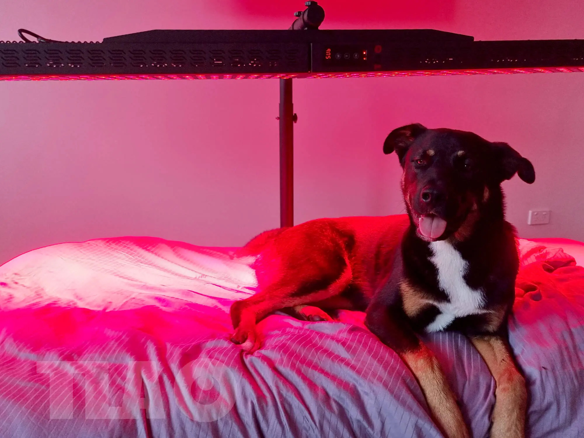 Possible Minimal Side Effects and Risks from Red Light Therapy for Your Dog