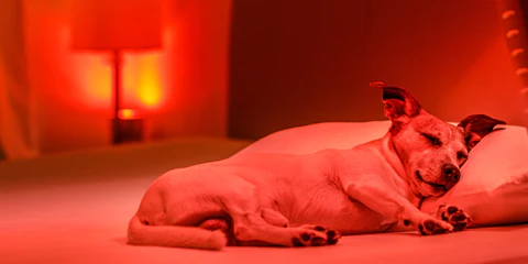 Red Light Therapy for pets