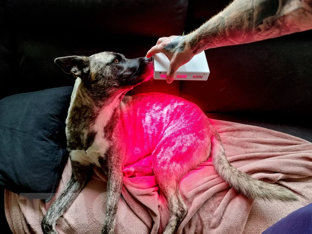 Best Red Light Therapy for Pets