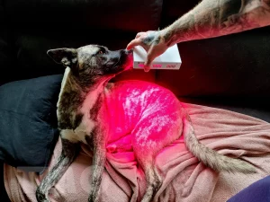 Best Red Light Therapy for Pets