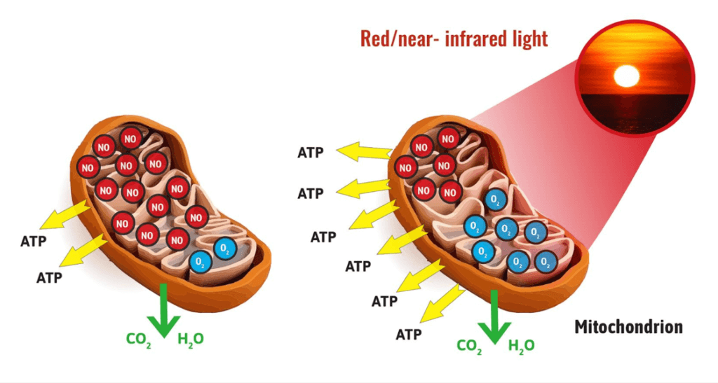 RLT and ATP Production